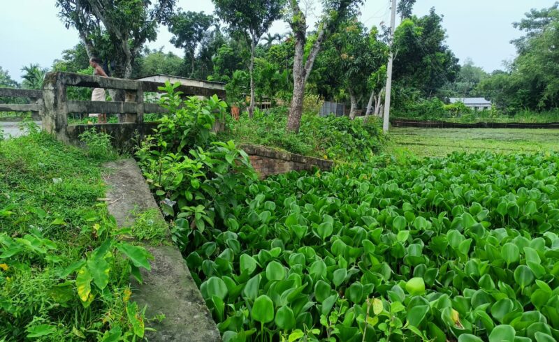 কাউনিয়ায় সেতুর মুখ কচুরিপানা দিয়ে বন্ধ: তিন দোলায় জলাবদ্ধতা