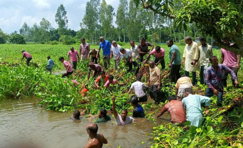 কাউনিয়ায় জলাবদ্ধতা নিরসনে কচুরিপানা অপসারণ করলো বিএনপি ও অঙ্গ সংগঠন