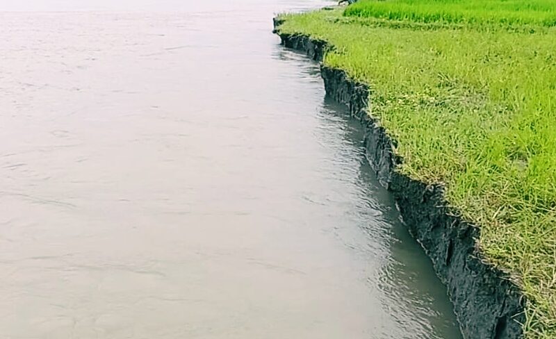 "তিস্তায় পানি কম, তবু কাউনিয়ায় ভয়াবহ ভাঙন: জমি ও বসতবাড়ি নদীগর্ভে"