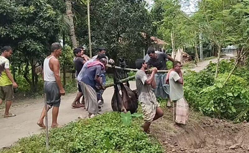 কৃষকের গাভি বিষক্রিয়ায় মৃত্যু: তদন্তে ময়নাতদন্ত