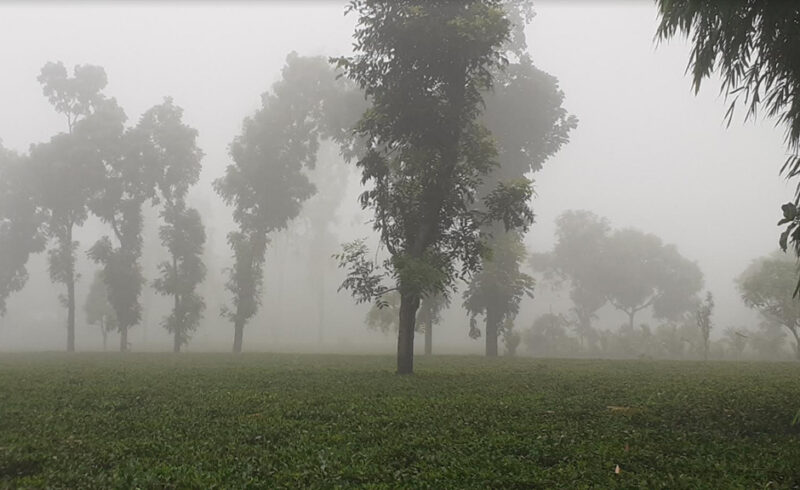 পঞ্চগড়ে ভোরের কুয়াশা, আগাম শীতের আভাস