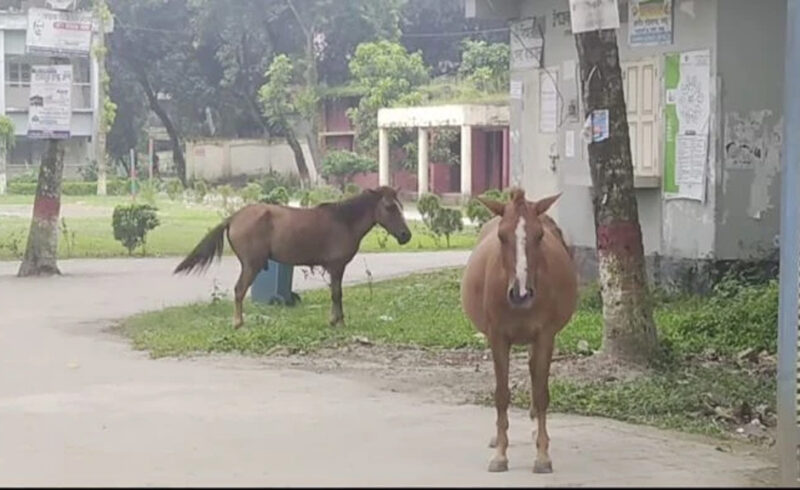 ফরিদপুরে পাগলা ঘোড়ার তাণ্ডব, সাংবাদিকসহ আহত ১৫