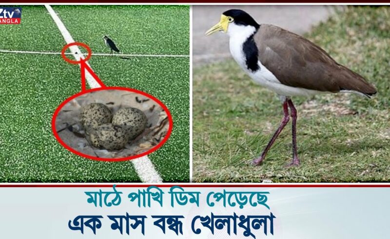 মাঠে ডিম পেরেছে পাখি, এক মাসের জন্য বন্ধ পুরো স্টেডিয়াম!