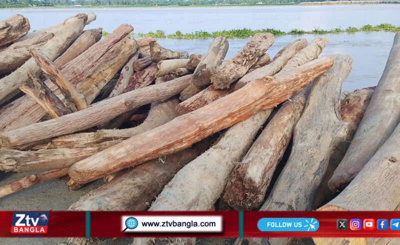 নদীতে ভেসে আসা গাছের গুঁড়ি বিক্রি হচ্ছে ‘চন্দন কাঠ’ নামে