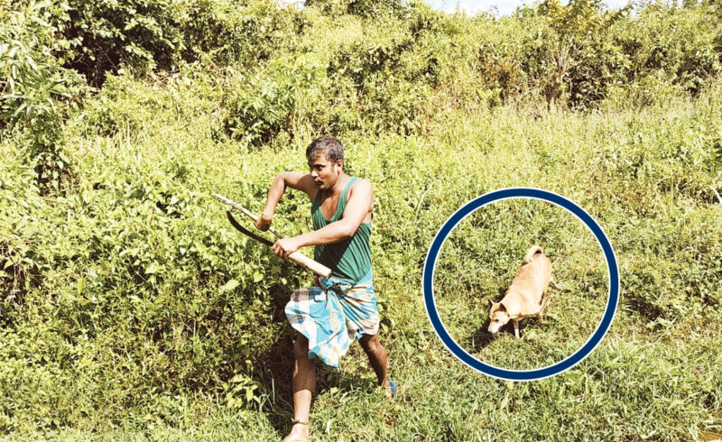 বানরের উৎপাতে অতিষ্ঠ ফেনীর কৃষকরা, কুকুরসহ পাহারায় দিন কাটছে