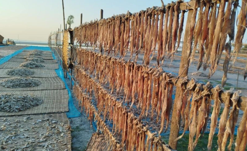 ‘তালতলীতে শুঁটকি মৌসুম শুরু পল্লীগুলোতে ফের কর্মচাঞ্চল্য’