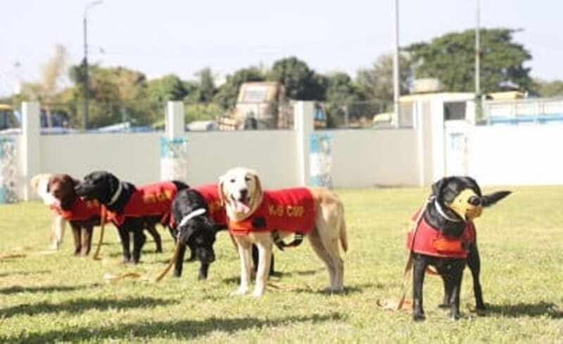 ‘বিদায় ফিন, কোরি ও স্যাম: ৩ অবসরপ্রাপ্ত কে-৯ কুকুর নিলামে তুলছে পুলিশ’