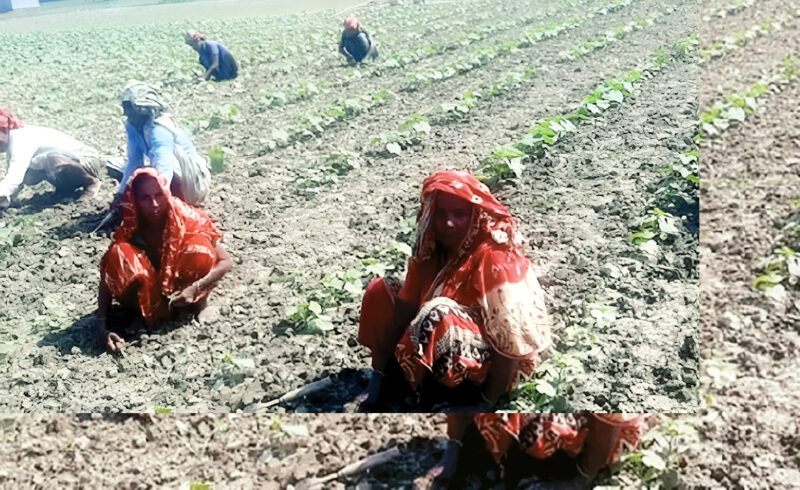 পুরুষের সঙ্গে সমান তালে লড়ে যাচ্ছেন যমুনার চরের নারীরা
