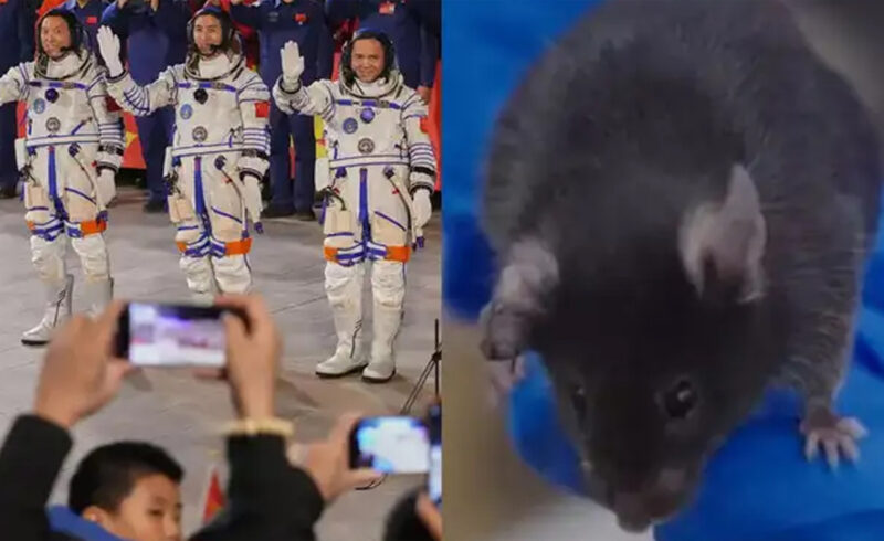 ইঁদুর মহাকাশে কেন পাঠিয়েছে চীন?