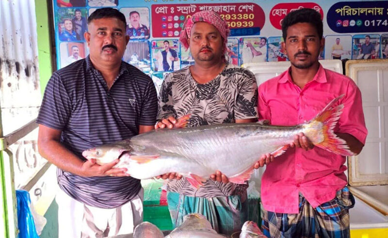 পদ্মার এক পাঙাশ বিক্রি হলো ৬৭ হাজার টাকায়