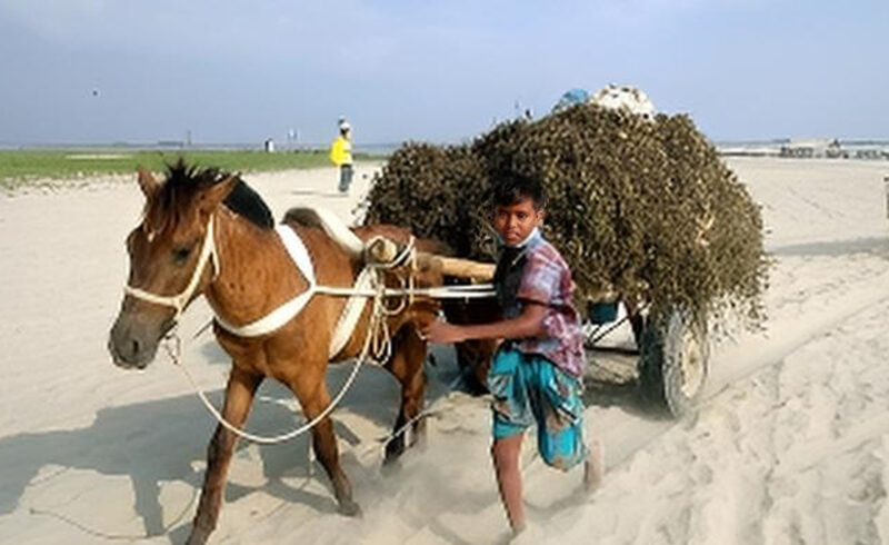 যমুনার চরে এখনো পণ্য পরিবহনে ভরসা ঘোড়ার গাড়ি