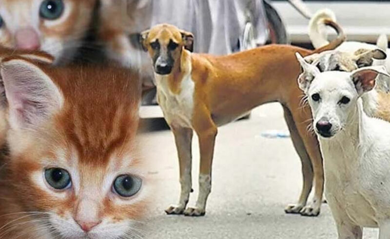 পথকুকুর-বিড়াল হত্যা করলে আইনে সর্বোচ্চ শাস্তি কী