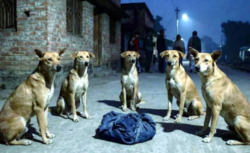 রাস্তায় ফেলে যাওয়া নবজাতককে সারা রাত পাহারা দিল একদল কুকুর