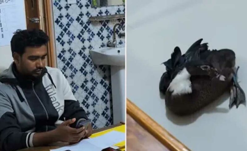 কিস্তির টাকা পরিশোধ না করায় গৃহস্থের হাঁস নিয়ে গেলেন এনজিও কর্মী