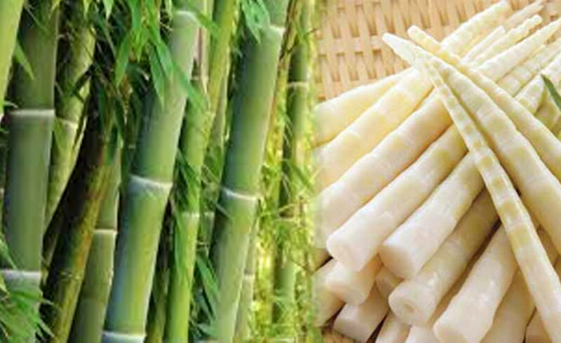 বাঁশ কেন খাবেন, কীভাবে খাবেন