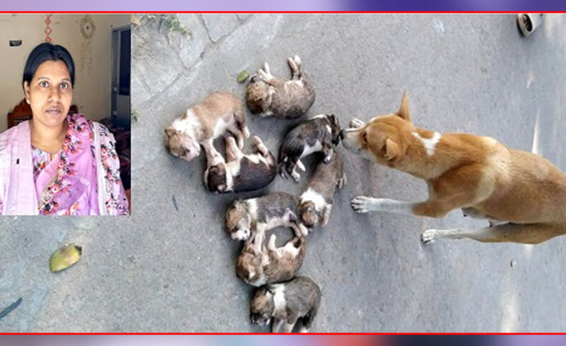 পানিতে ডুবিয়ে ৮ কুকুরছানা হত্যা: ঈশ্বরদীতে নিশি খাতুন গ্রেপ্তার